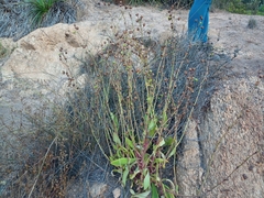 Cistanthe grandiflora