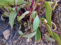 Cistanthe grandiflora