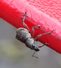 Metapocyrtus adspersus