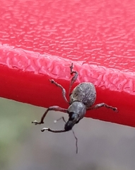 Metapocyrtus adspersus