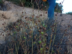 Cistanthe grandiflora