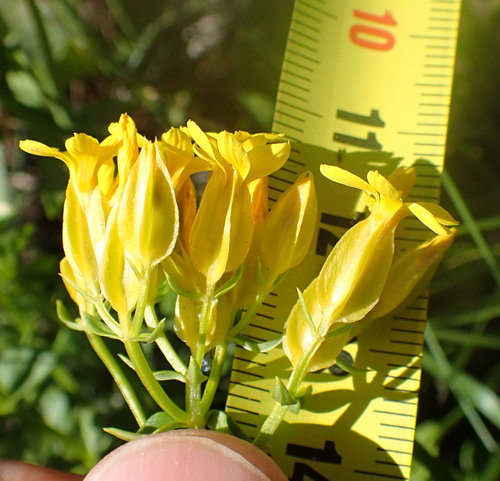 Image of Sebaea natalensis by no rights reserved