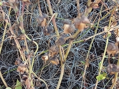 Cistanthe grandiflora