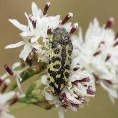 Acmaeodera decipiens