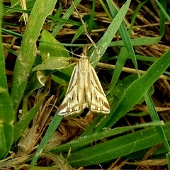 Hednota pleniferellus