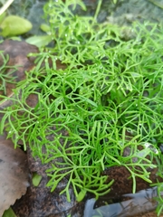 Ranunculus aquatilis