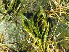 Potamogeton wrightii