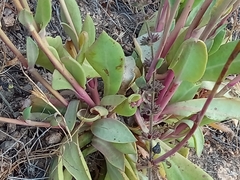 Cistanthe grandiflora