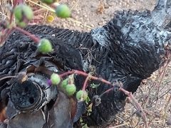Cistanthe grandiflora