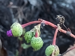 Cistanthe grandiflora