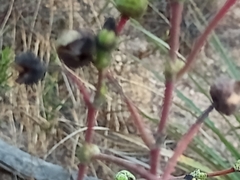 Cistanthe grandiflora