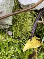 Kindbergia praelonga
