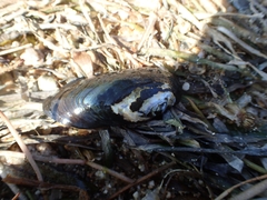 Nodularia nipponensis