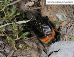 Bombus ignitus