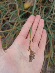 Schoenoplectus lacustris