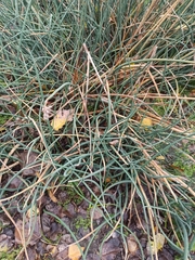 Schoenoplectus lacustris