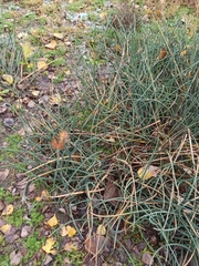 Schoenoplectus lacustris