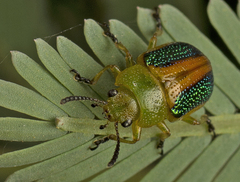 Calomela parilis