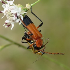 Chauliognathus profundus