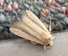 Leucania stenographa