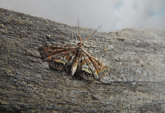 Cataclysta lemnata