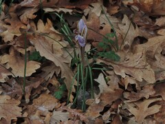 Crocus biflorus