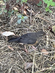 Turdus abyssinicus