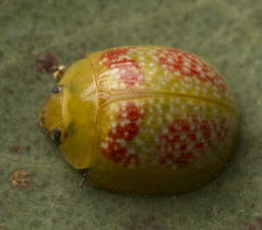 Paropsisterna fastidiosa