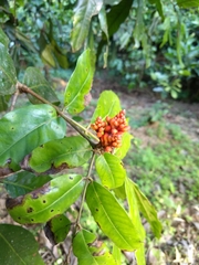 Saraca asoca