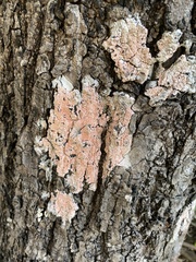 Herpothallon