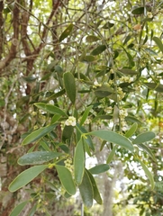 Phoradendron holoxanthum