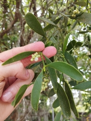Phoradendron holoxanthum