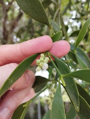 Phoradendron holoxanthum
