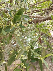 Phoradendron holoxanthum