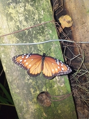 Danaus gilippus hermippus