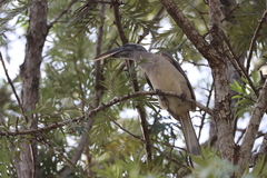 Ocyceros birostris