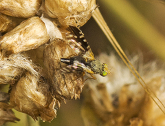 Spathulina acroleuca