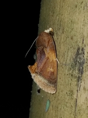 Gonodonta