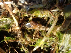Semisulcospira