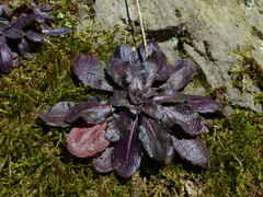 Arabidopsis thaliana