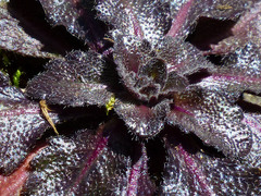 Arabidopsis thaliana