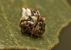 Phoroncidia sextuberculata