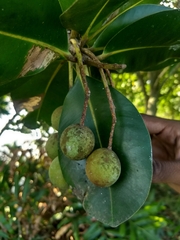 Calophyllum inophyllum