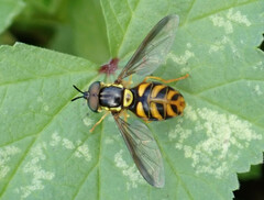 Chrysotoxum triarcuatum