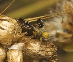 Spathulina acroleuca