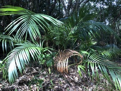 Calamus beccarii