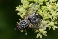 Linnaemya