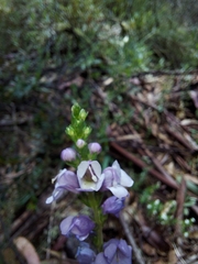 Euphrasia collina