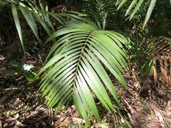 Calamus beccarii