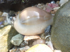 Monetaria annulus